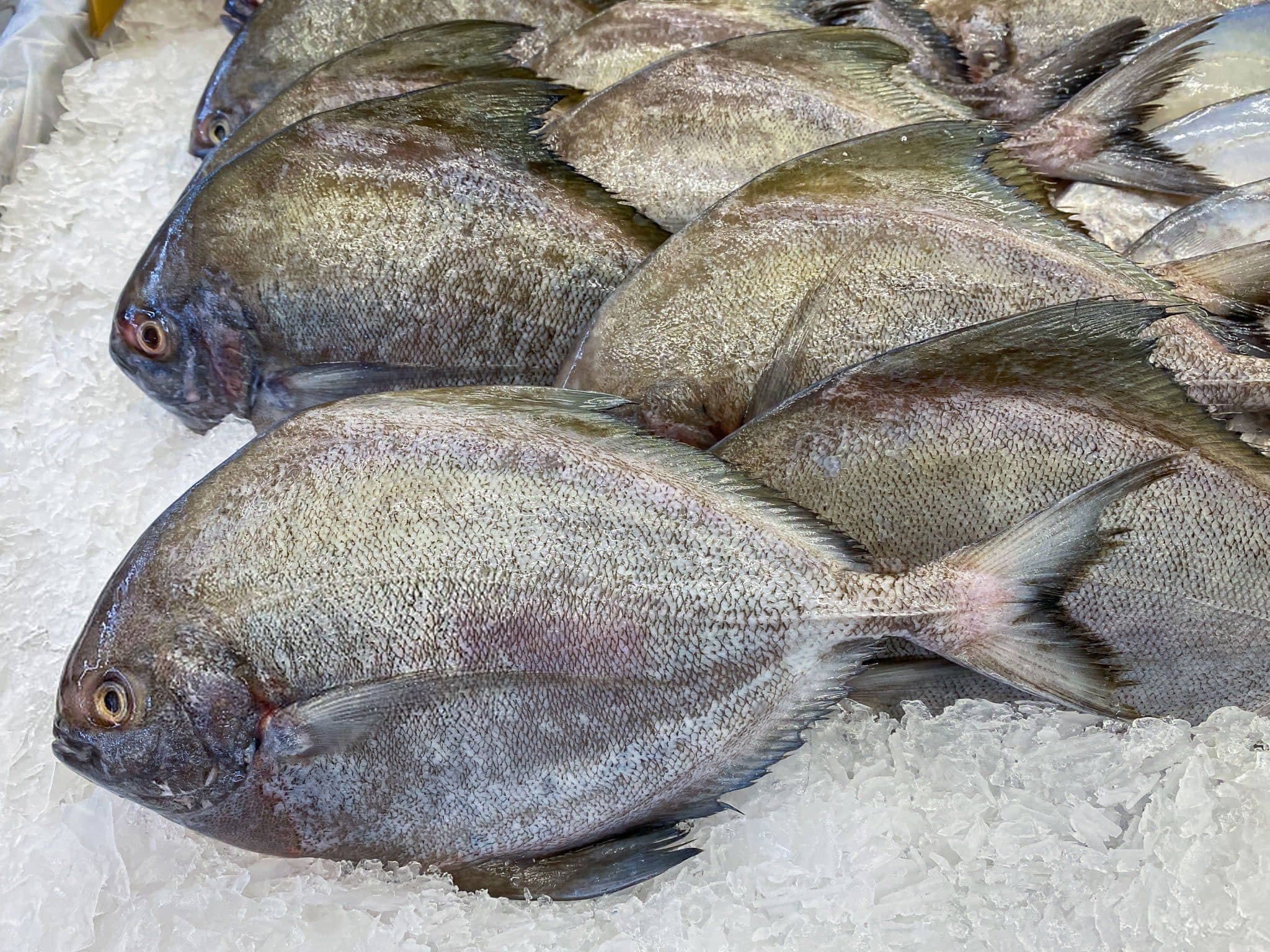 Red Pomfret