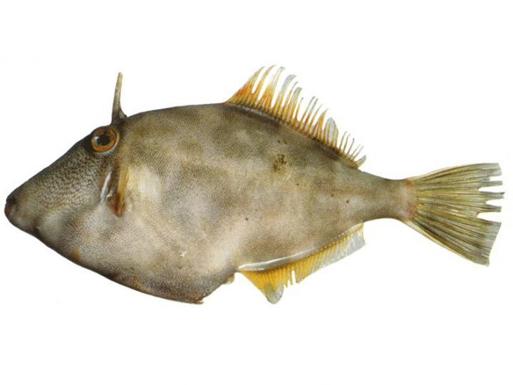 Red Pomfret